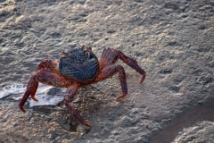 Sally Lightfoot - Galapagos Islands, San Cristobal