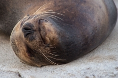 Sea Lion - Galapagos Islands, San Cristobal
