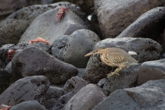 Lava Heron and Sally Lightfoot crab - Galapagos Islands, San Cristobal