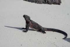 Marine Iguanas - Espanola, Galapagos Islands
