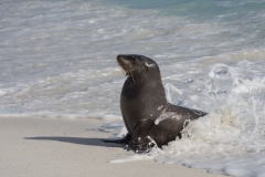 Sea Lion - Espanola, Galapagos Islands