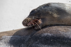 Sea Lion - Espanola, Galapagos Islands