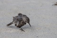 Galapagos Mockingbird - Espanola, Galapagos Islands