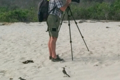 Galapagos Mockingbird - Espanola, Galapagos Islands