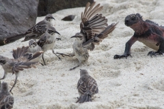 Galapagos Mockingbirds - Espanola, Galapagos Islands