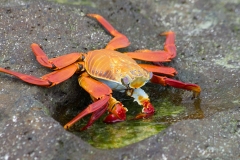 Sally Lightfoot crab - Espanola, Galapagos Islands