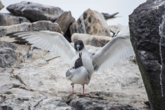 Swallow-tailed Gulls mating - Espanola, Galapagos Islands