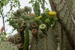 Galapagos Islands, San Cristobal