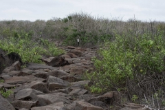 Lava Rock Path - Espanola, Galapagos Islands
