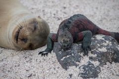 Marine Iguanas and Sea Lion - Espanola, Galapagos Islands