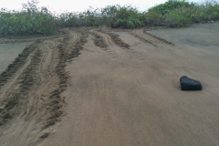 Turtle tracks for laying Eggs - Floreana, Galapagos Islands