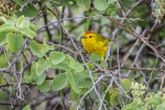 Yellow Warblers or Mangrove Warbler - Floreana, Galapagos Islands