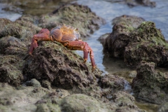 Sally Lightfoot crab - Floreana, Galapagos Islands