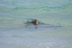 Green Sea Turtle - Floreana, Galapagos Islands