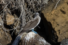 Blue-footed booby - Floreana, Galapagos Islands