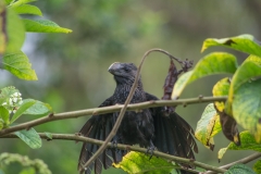 Smooth-billed Ani - Santa Cruz, Galapagos Islands