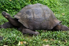 Galapagos Dome-shaped tortoise - Santa Cruz, Galapagos Islands