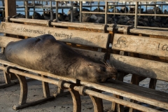 Sea Lion - Galapagos Islands, San Cristobal