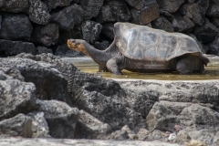Giant saddleback tortoise - Santa Cruz, Galapagos Islands
