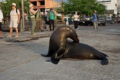 Sea Lion - Galapagos Islands, San Cristobal