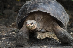 Giant domed tortoise - Santa Cruz, Galapagos Islands