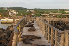 Sea Lion - Galapagos Islands, San Cristobal