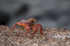 Sally Lightfoot - Galapagos Islands, San Cristobal