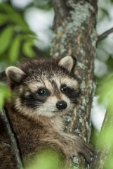 Racoon (young),