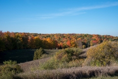 Happy Valley Forest, King Township, Ontario