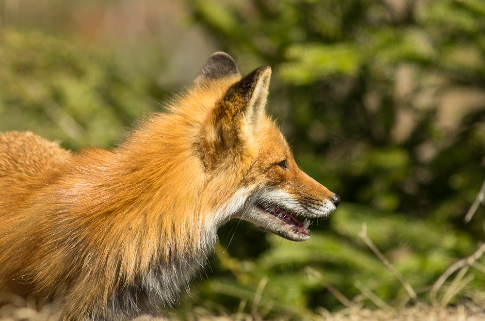 Mother Fox, Algonquin Park, Ontario