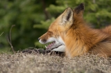 Red Fox vixen, Algonquin Park