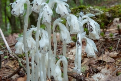 Indian Pipe - August, 2008