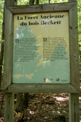 Beckett Ancient Forest, Sherbrooke, Que.