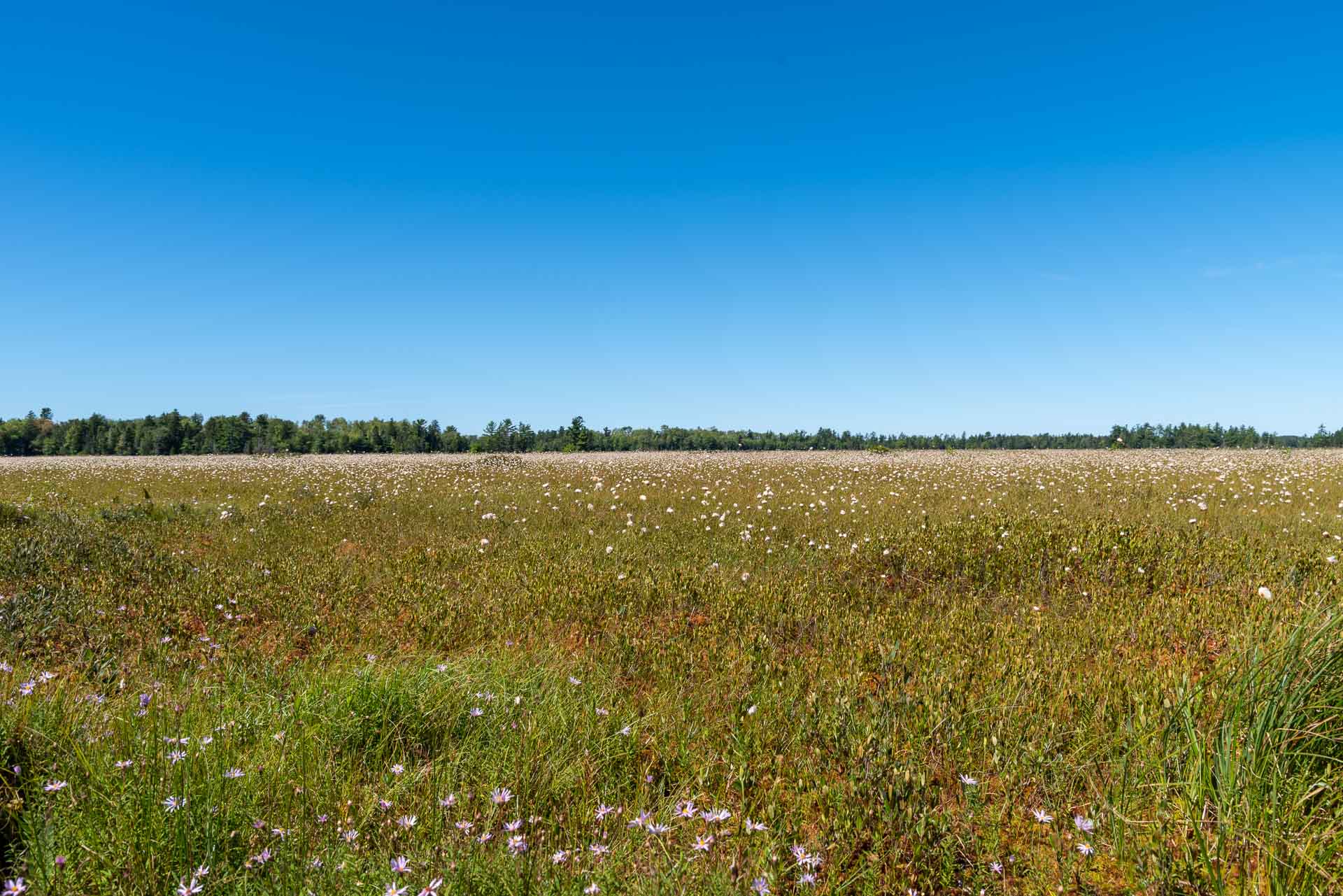 Large Meadow