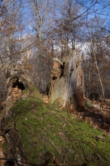 SpringwaterConservation, Nov. 15, 2014