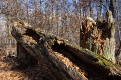 SpringwaterConservation, Nov. 15, 2014