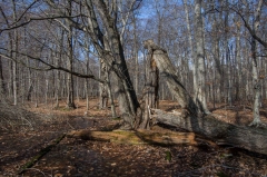 SpringwaterConservation, Nov. 15, 2014