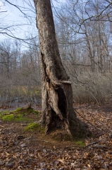 SpringwaterConservation, Nov. 15, 2014