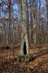 SpringwaterConservation, Nov. 15, 2014