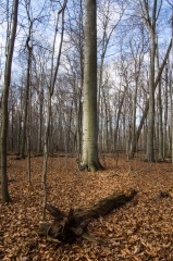 SpringwaterConservation, Nov. 15, 2014