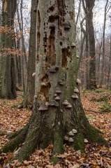 SpringwaterConservation, Nov. 15, 2014