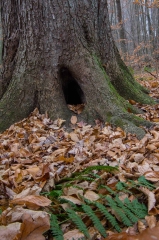 SpringwaterConservation, Nov. 15, 2014