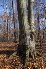 SpringwaterConservation, Nov. 15, 2014