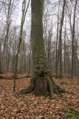 SpringwaterConservation, Nov. 15, 2014