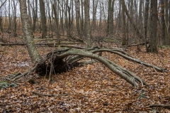 SpringwaterConservation, Nov. 16, 2014