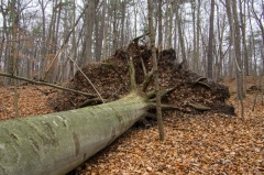 SpringwaterConservation, Nov. 16, 2014