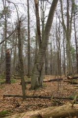 SpringwaterConservation, Nov. 16, 2014