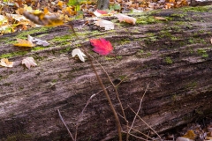 SpringwaterConservation, Nov. 06, 2016