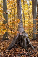 SpringwaterConservation, Nov. 06, 2016