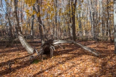 SpringwaterConservation, Nov. 06, 2016